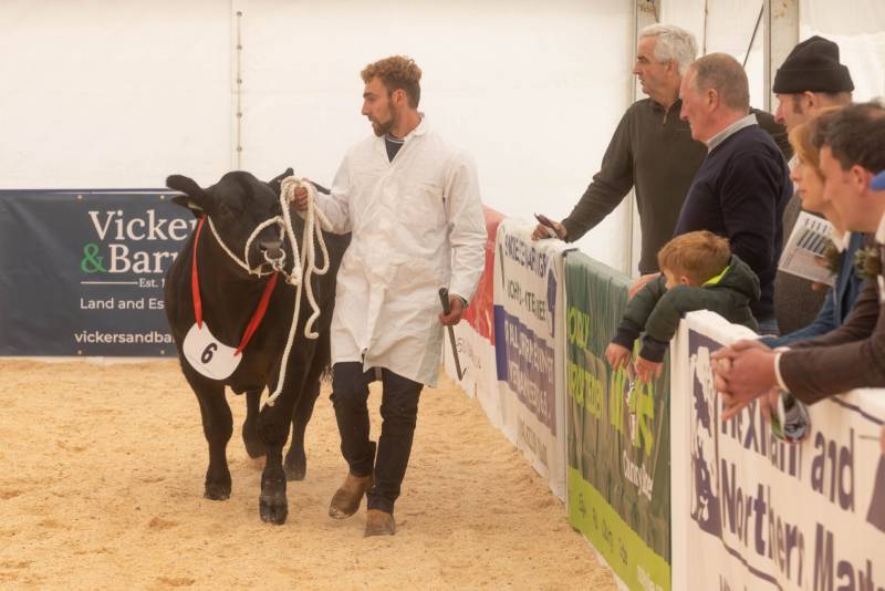 National Commercial Cattle Show 2022